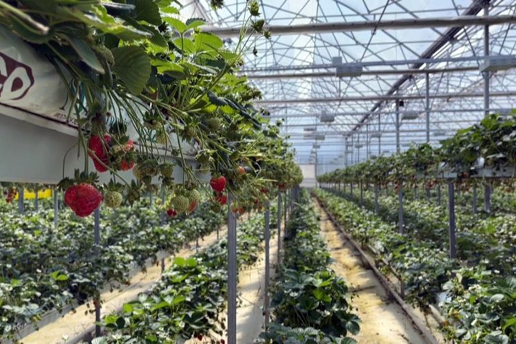 Sinop'tan dünyaya çilek ihracatı