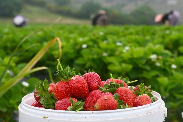 Köprübaşı çileği genç çiftçilerle yaygınlaştırılacak