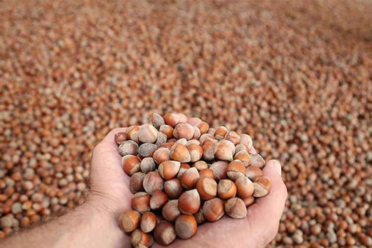 Fındıkta alan bazlı destek ödemeleri