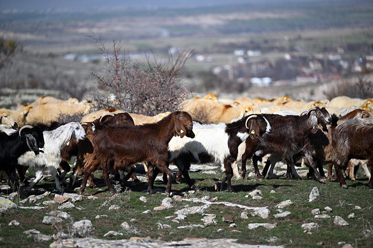 4 bin 300 küçükbaş hayvan dağıtımıyla başlayan proje "büyük sürülere" dönüştü