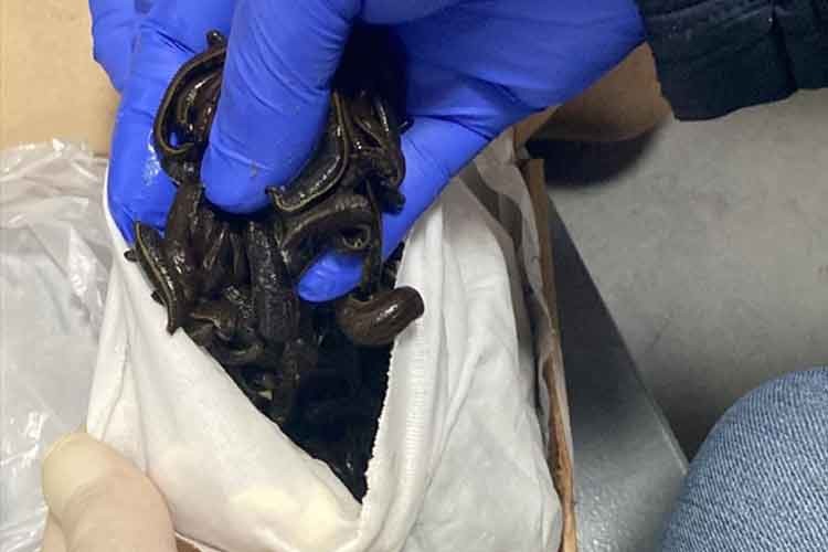 Tarım ve Orman Bakanlığı 5 bin tıbbi sülüğe el koydu