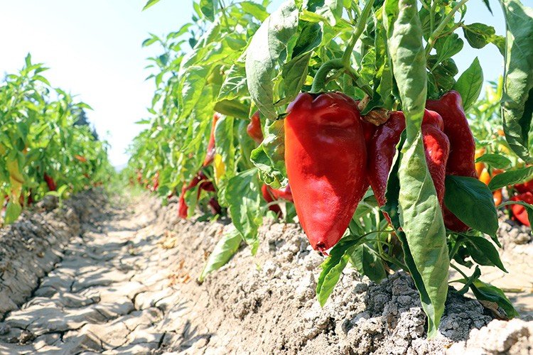 Amik Ovası'nın kapya biber hasadı başladı