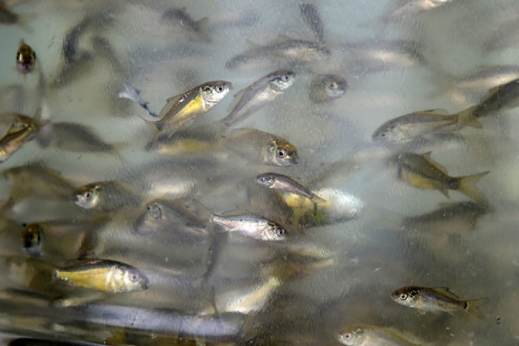 Samsun'da göl ve lagünlere 3 milyon 200 bin sazan yavrusu bırakıldı