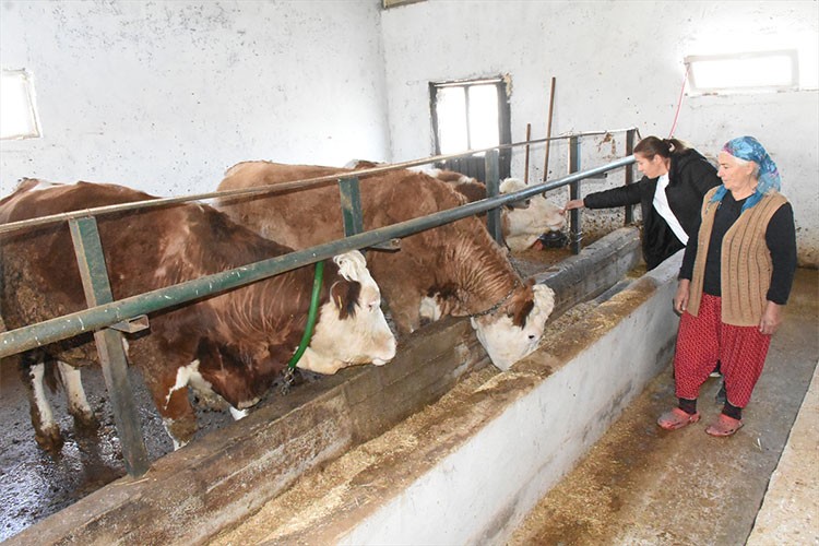 Depremden etkilenen yetiştiriciler hayvancılığı sürdürdü
