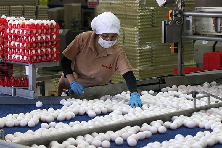 Manisa'da piliç ve hindi eti üretim sürecine yoğun denetim