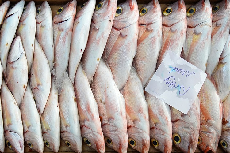 Egeli balıkçılar av sezonunu "mutlu" uğurluyor