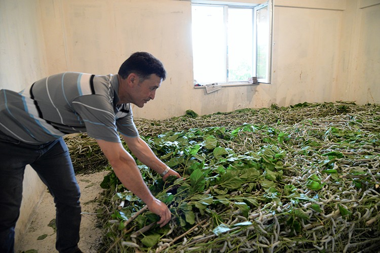 Sırtlarında taşıdıkları dut yapraklarıyla koza üreticiliği yapıyorlar