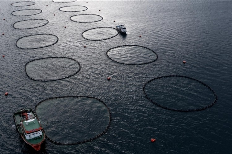 Türkiye'nin su ürünleri üretimi 2023'te yüzde 18,6 arttı