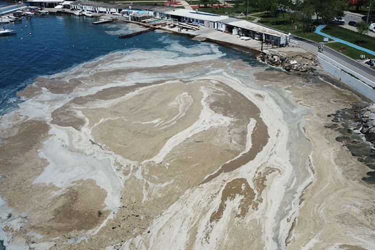 Marmara'daki müsilajla mücadeleye pina ve deniz çayırları desteği