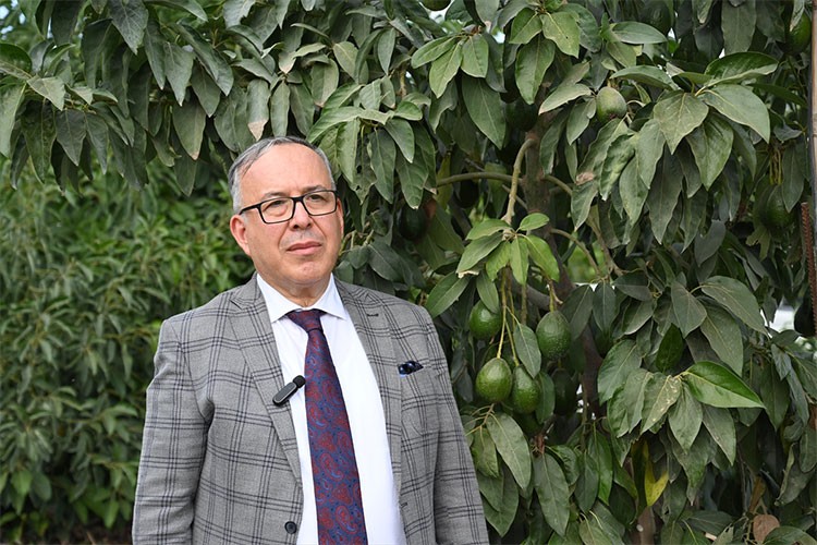 Narenciye bahçesini avokado üretim merkezine çevirdi