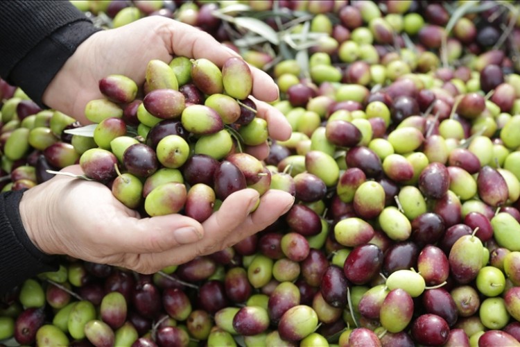 Avrupa'daki zeytin ve zeytinyağı üretimi kuraklık krizine girdi
