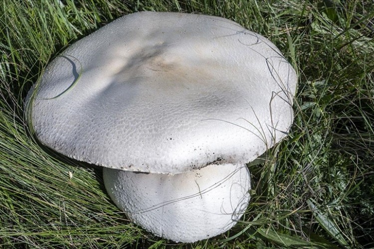 Kars'ta yağışların ardından dev mantar bereketi