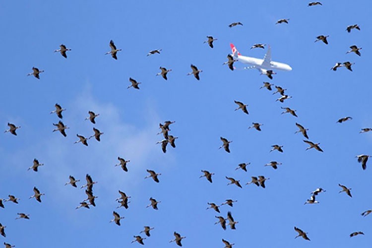 İstanbul hava sahasında 'leylek' alarmı