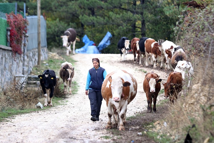 Hayvan sayısını 6'dan 30'a çıkardı