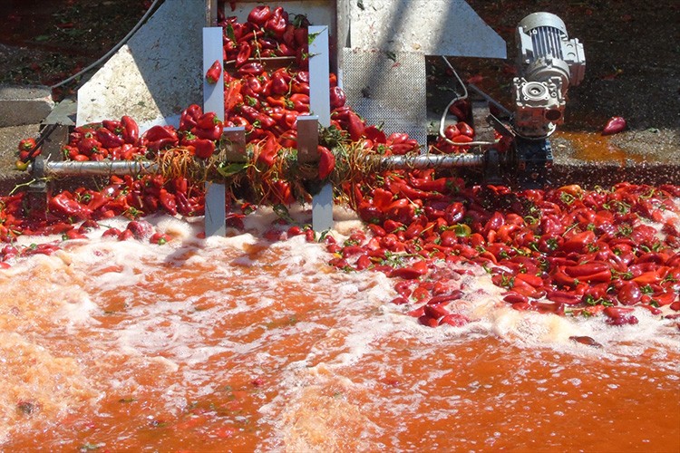 Tescilli İslahiye biberinin salça yolculuğu başladı