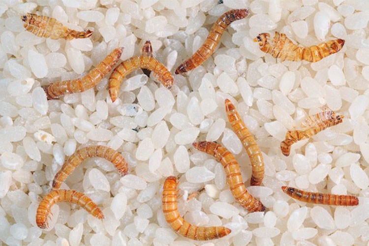 AB un kurdu içeren ürünlerin marketlerde satışına izin verdi