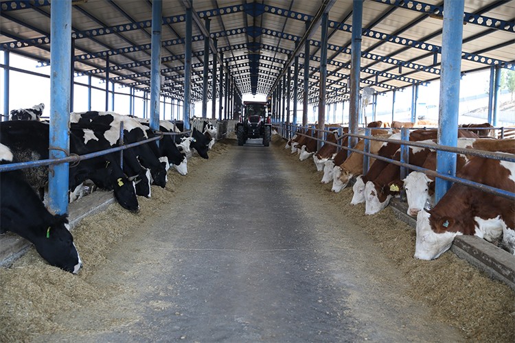 Süt çiftliğinde hayvan sayısını 100'den 650'ye çıkardı