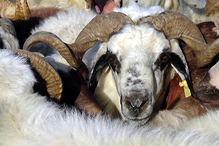 Destekler sürerse üretim de artacaktır