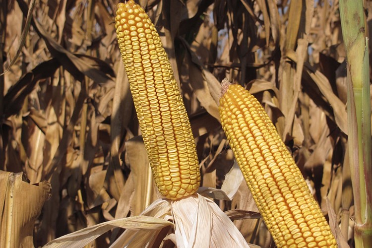 5 yılın en yüksek seviyesi