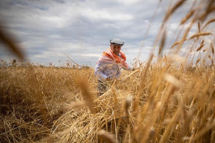 Tarım-ÜFE yıllık yüzde 157,89 arttı