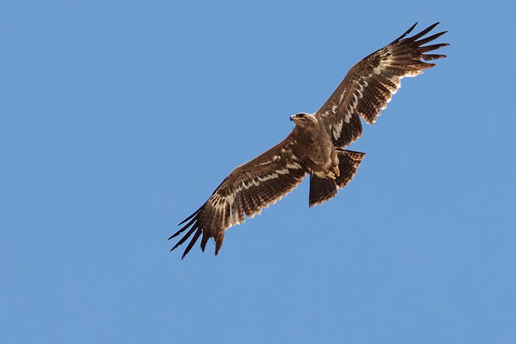 Bozkır kartalı "Yörük" yurda döndü