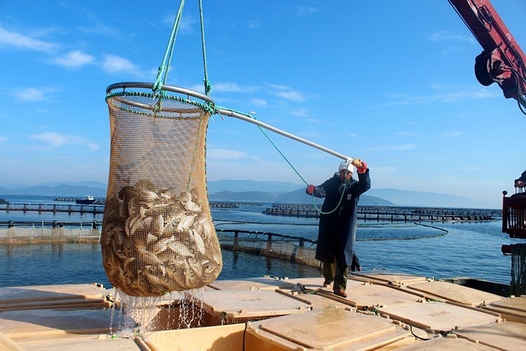 Muğla'dan 94 ülkeye su ürünleri satılıyor