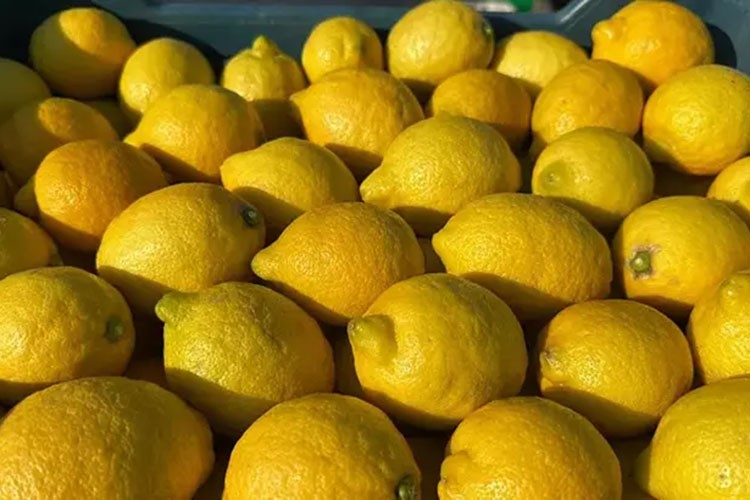 İstanbul'da en çok limonun fiyatı arttı