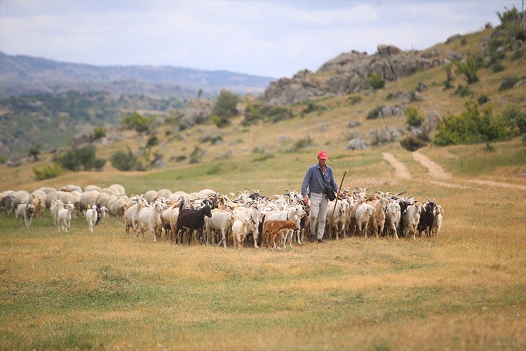 İstanbul'un kurbanlık ihtiyacının bir bölümü Trakya'dan karşılanıyor