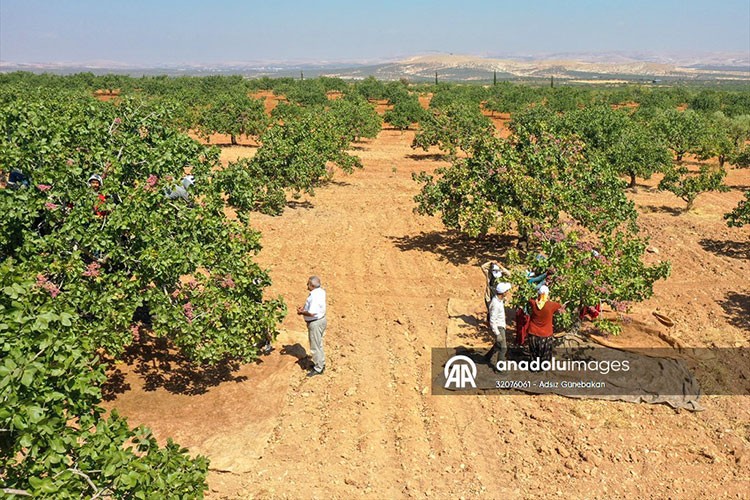 Antep fıstığında verim arttı