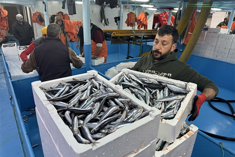 Doğu Akdeniz'de balon balığı avcılığı yaygınlaştı