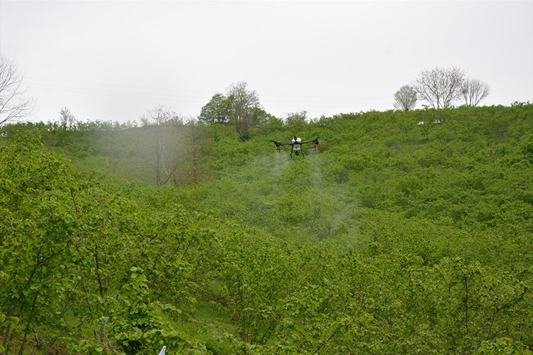 Fındık bahçeleri ZİHA ile ilaçlanıyor