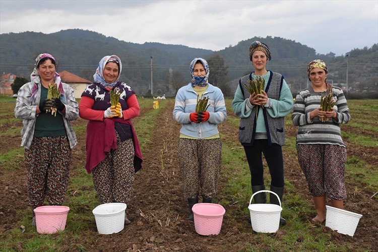 Ürettiği kuşkonmazı yurt dışına da ihraç ediyor