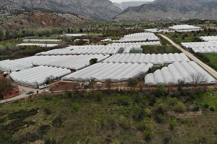 Bilecik'te domates ve salatalık fidesi ekimine başladı