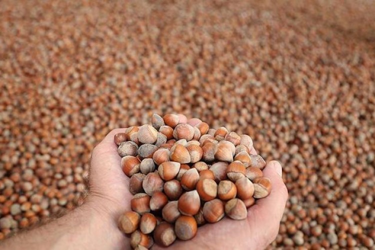 Fındık üreticilerine devlet destekli 'tarım sigortası' uyarısı