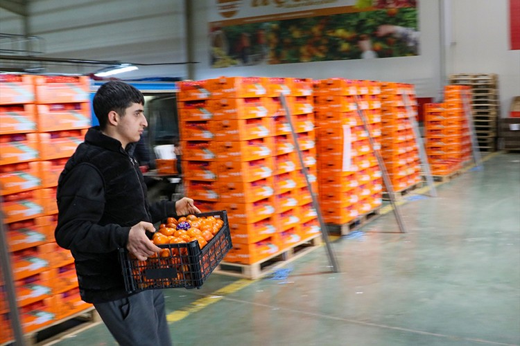 Narenciye ihracatı 1 milyar 477 milyon 58 bin dolar kazandırdı