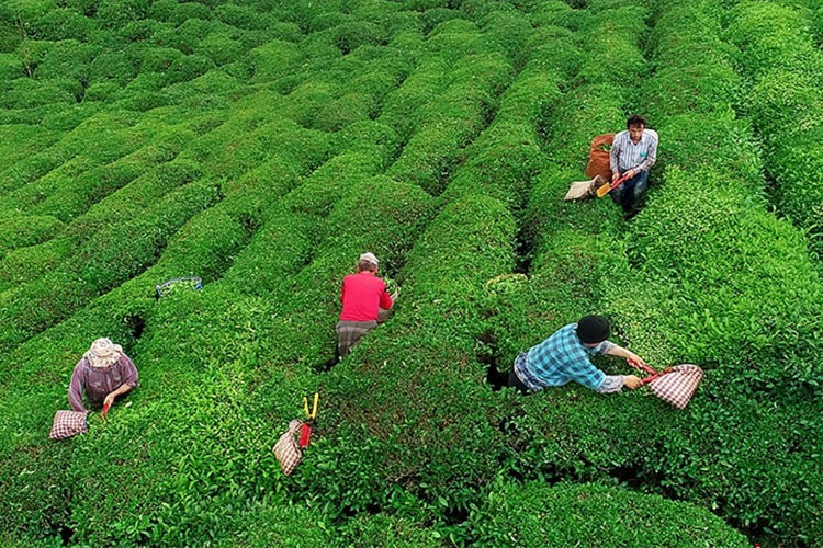 "Yaş çay rekoltesi yüzde 5,74 artış gösterdi"