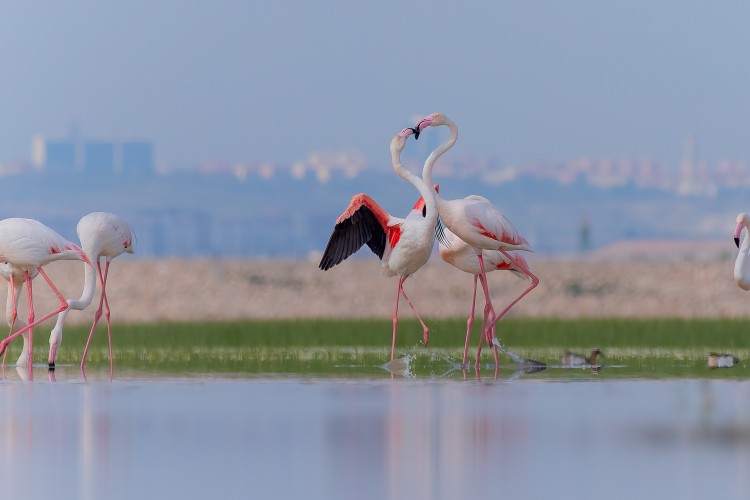 İzmir'in doğasını yok edecek seçim vaadine tepki