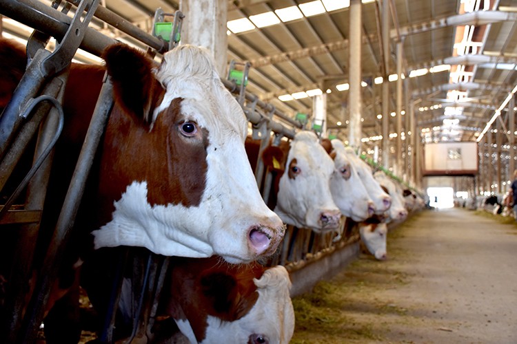 Kaliteli damızlık gebe düve ihtiyacını karşılıyor