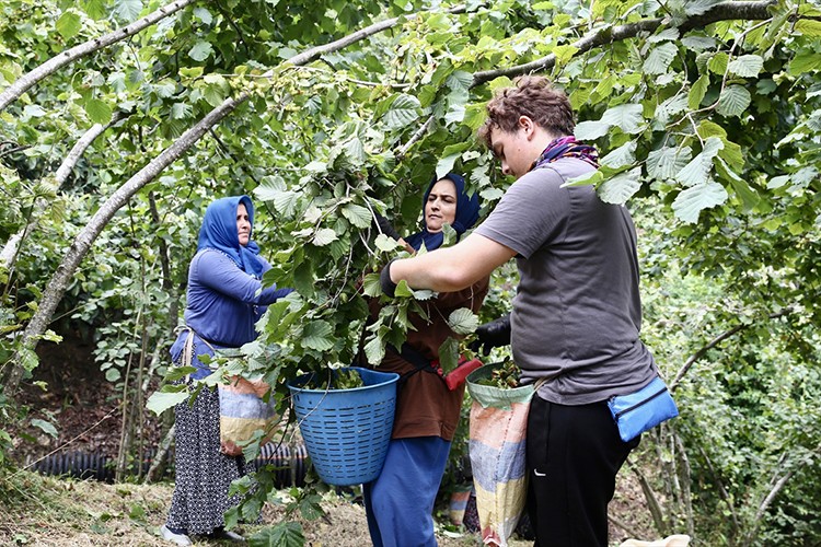 Giresun'da fındık hasadı başladı