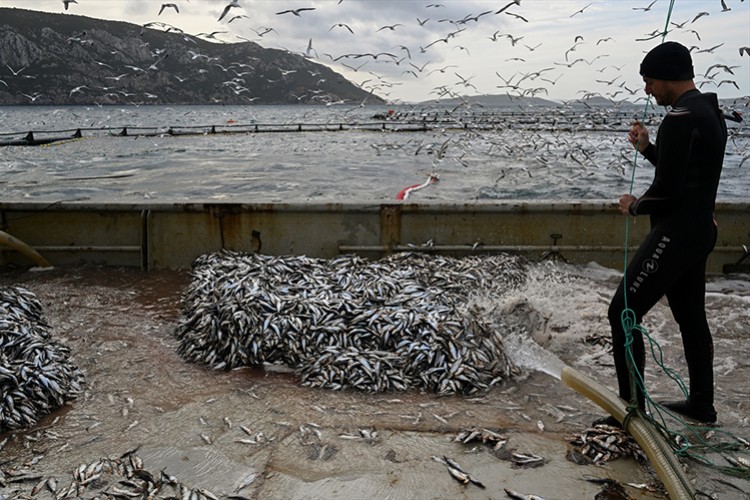 Su ürünlerinde ihracat devlet desteğiyle büyüyor