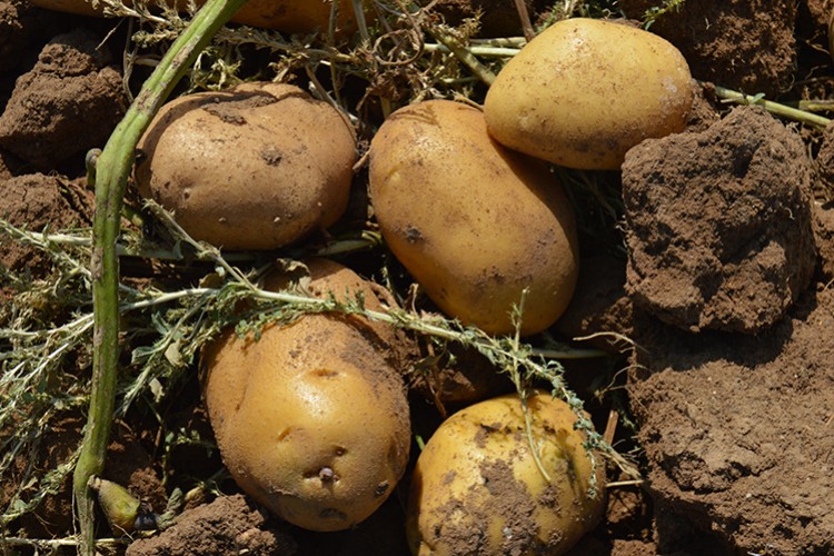 Kışlık patateste verim
