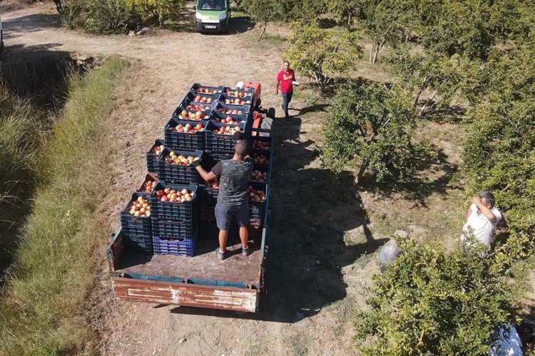 Muğla'da yetiştirilen nar yurt dışında alıcı buluyor