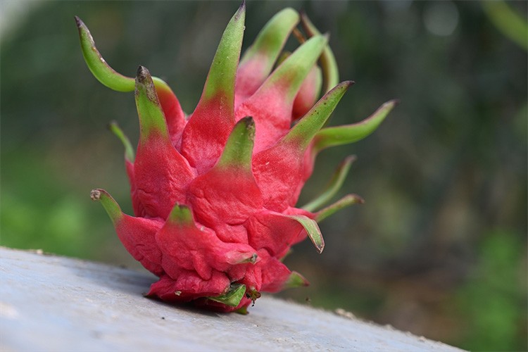 Ejder meyvesi üretiminde ihracat hedefliyor