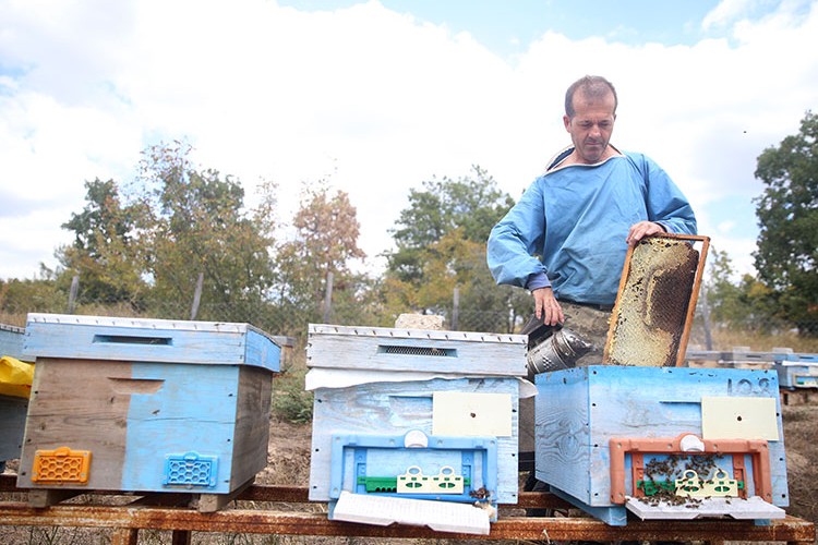 Kırklarelili arıcıların bal hasadı devam ediyor