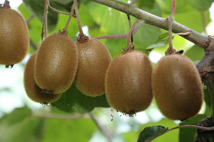 Kivi üretimi artıyor