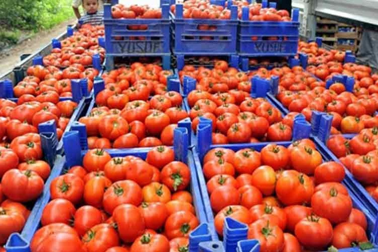 Domates ihracatına kısıtlama getirildi
