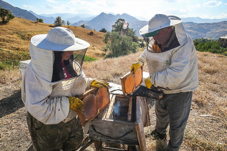 Hakkari dağlarında "en iyi bal" için mesai yapıyor