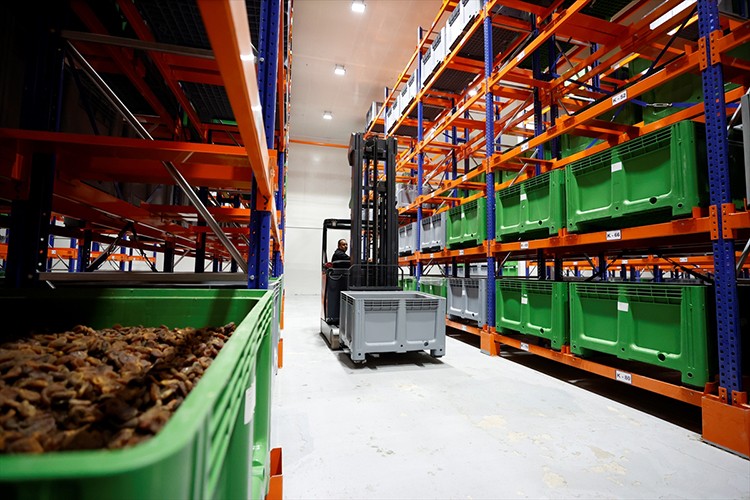 Malatya kayısısı dünya pazarındaki yerini korudu