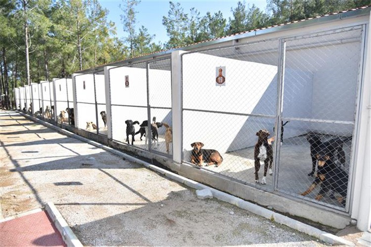 "Özel hayvan yaşamevi"ne ilişkin esaslar düzenlendi