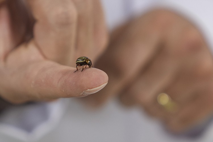 Sıcaklık artışları kene popülasyonunu artırıyor